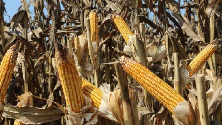 Zimbabwe to Buy Corn from Uganda to Offset Food Shortage