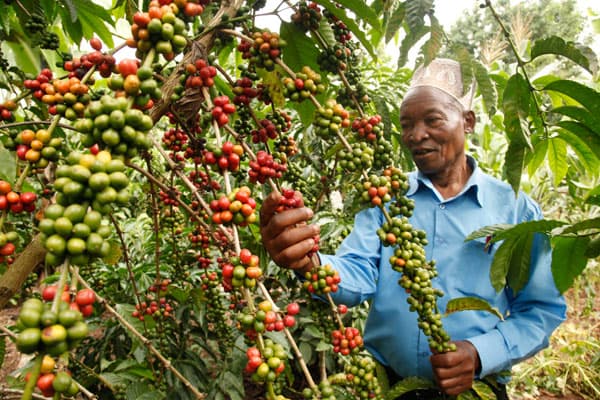 Germans Reveal Plan to Fund 45,000 Uganda Coffee Farmers