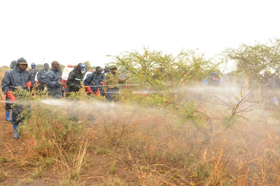 Battle against Desert Locusts: UPDF Personnel Camp in Napak District
