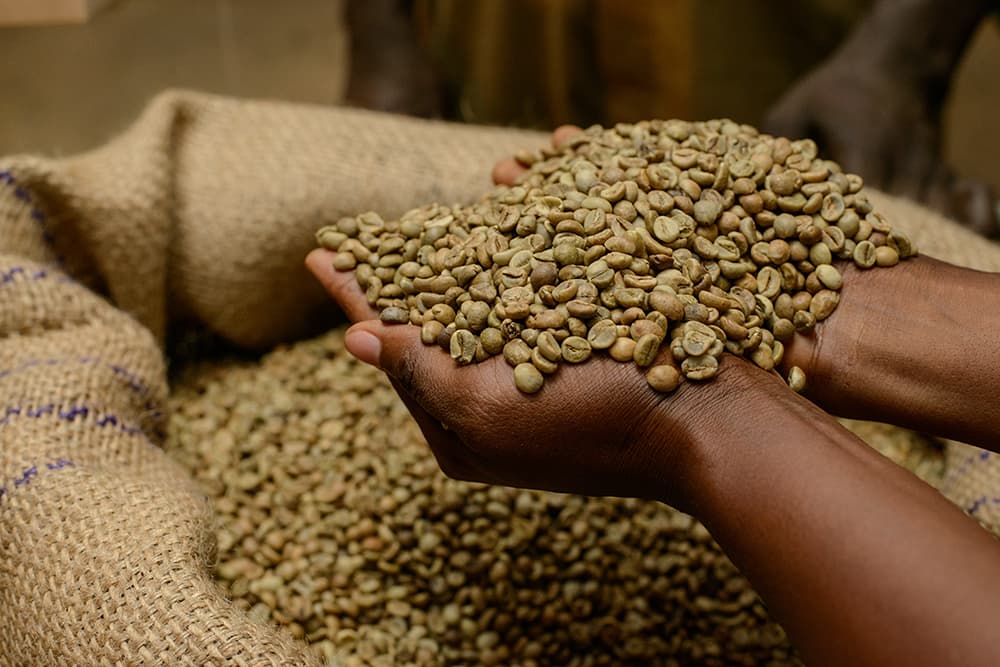 India Losing Italian Coffee Market to Uganda