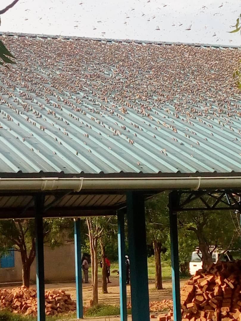 New Wave of Desert Locusts Attack Napak District