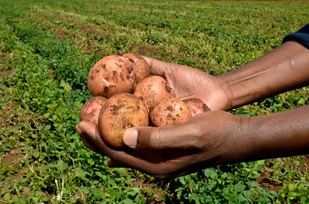 What Uganda is doing to boost food security
