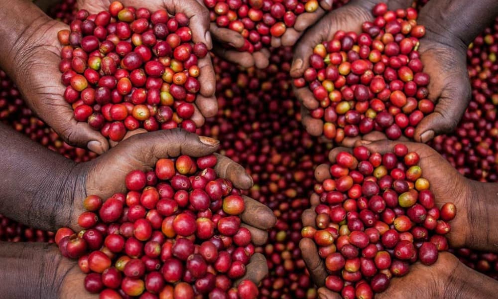 Uganda collects Shs167bn from coffee exports; top players gain stronger market grip