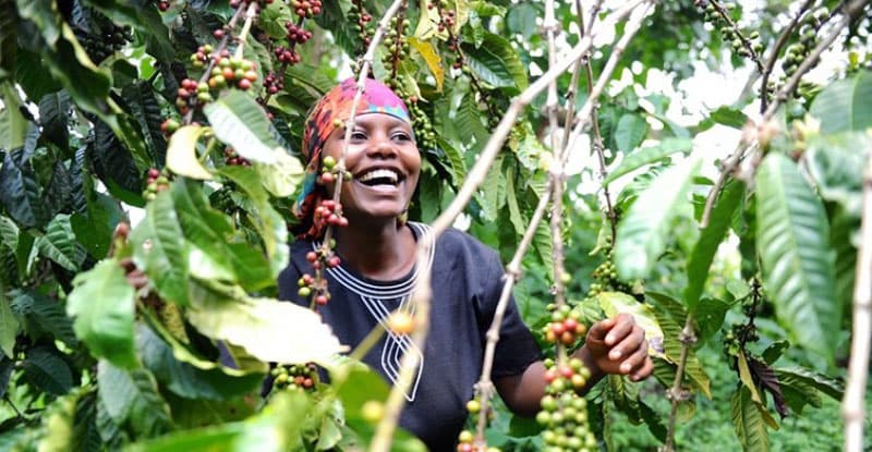 Italy’s appetite for Ugandan coffee increases, Shs143 billion collected in exports