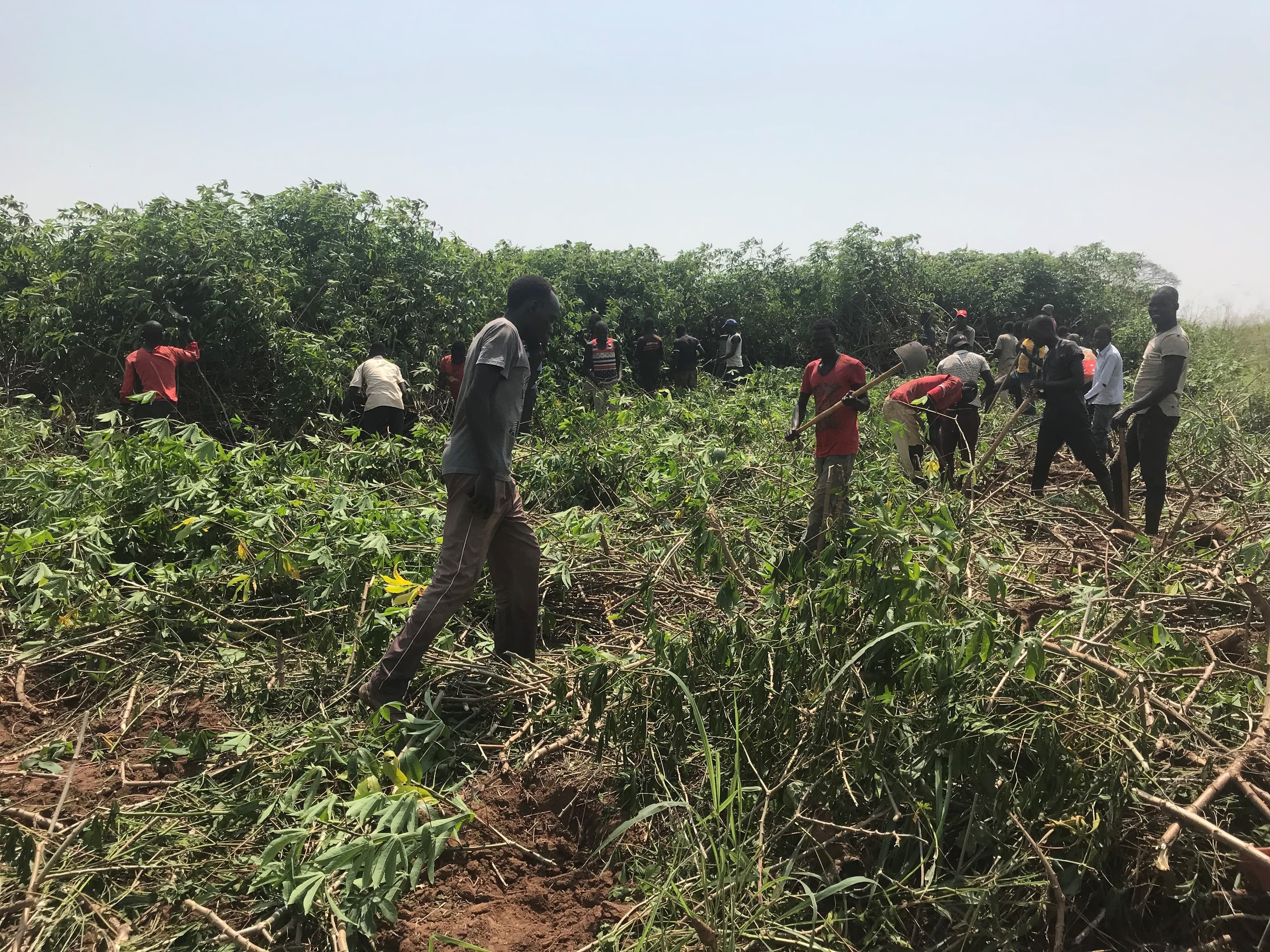 Uganda’s Pura Organic Raises Shs8.8bn to Set up Cassava Processing Plant
