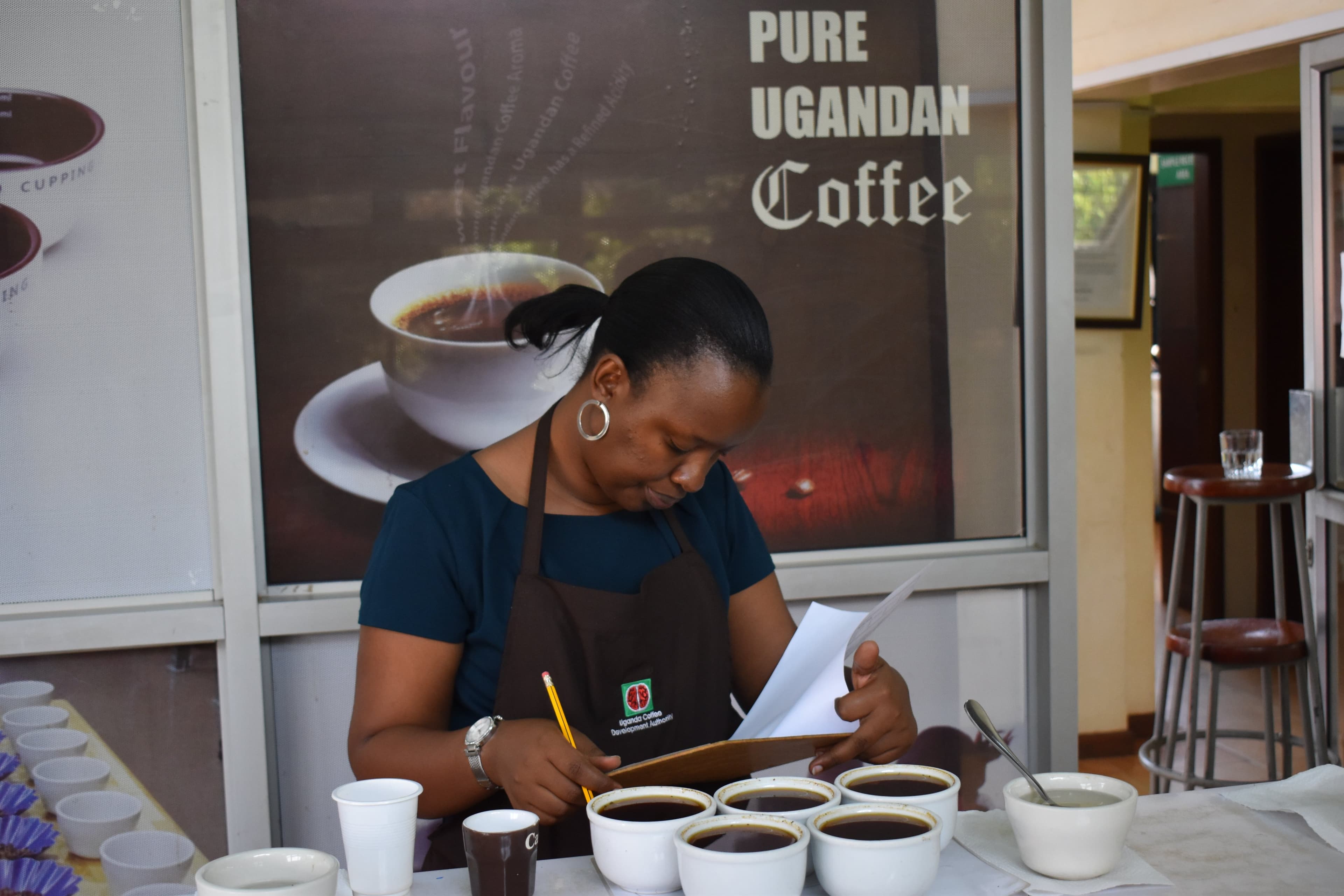 Uganda Collects Shs265 Billion from Coffee Exports in August
