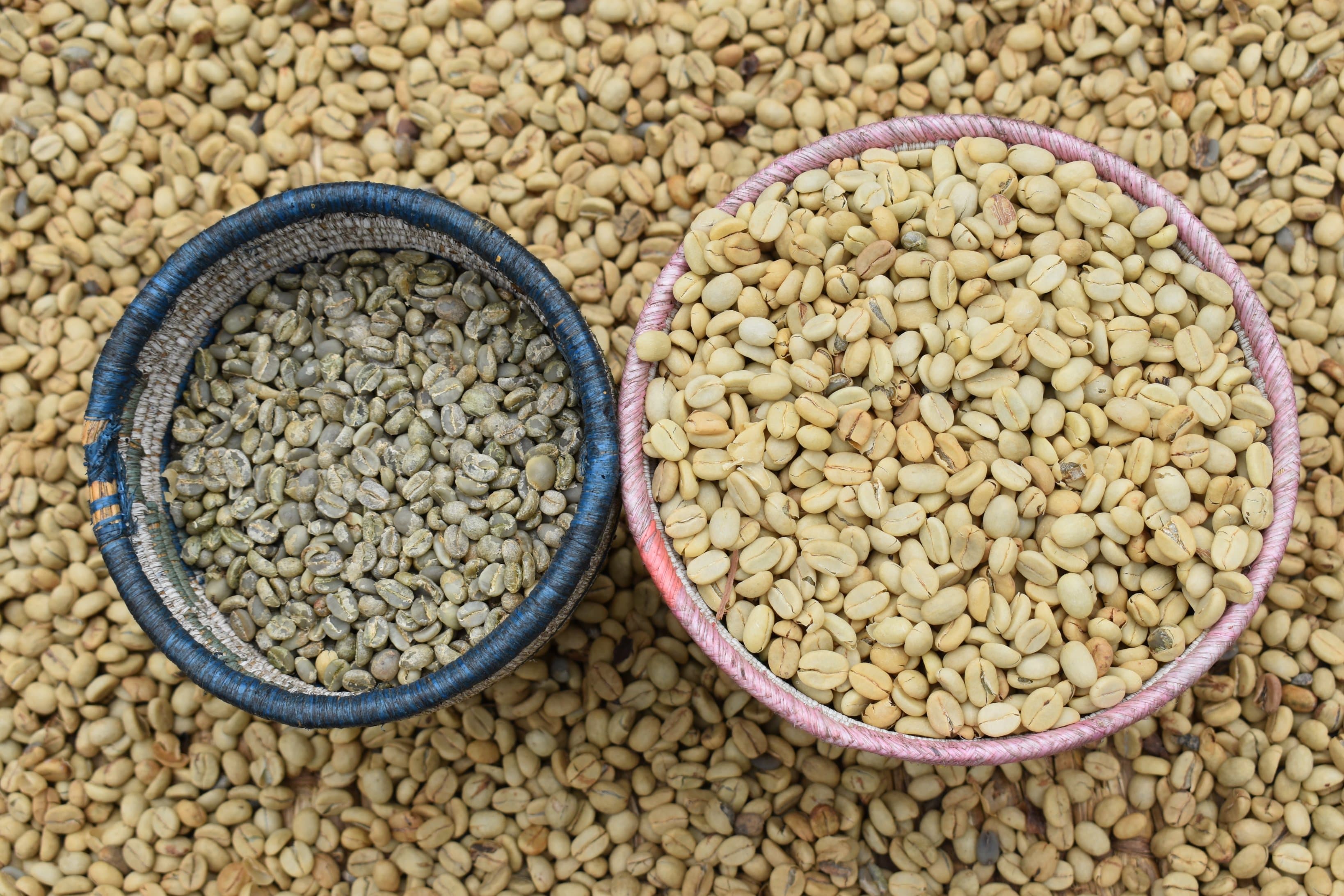 Uganda Earns Shs218 Billion from Coffee Exports in October