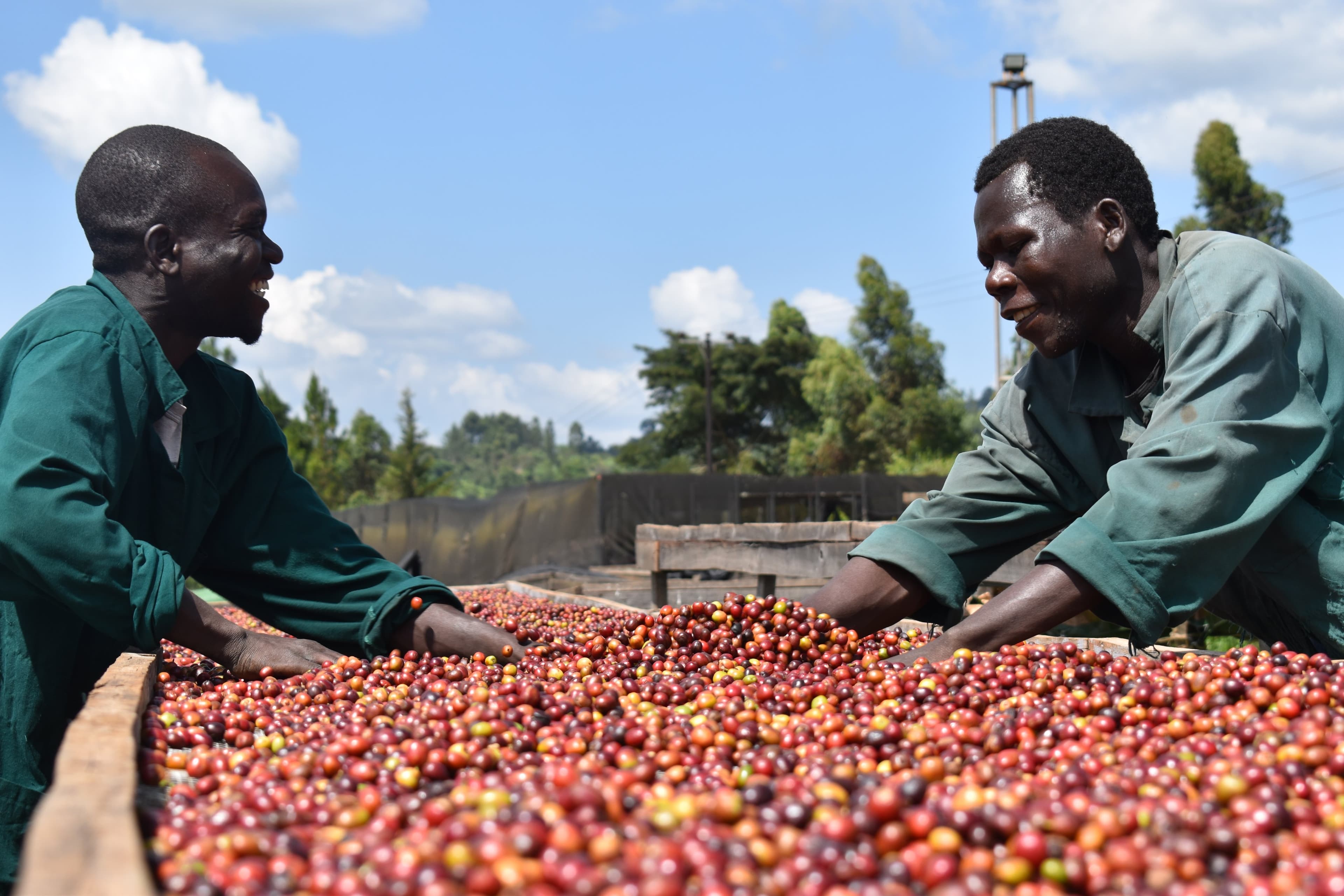 Uganda Earns Shs252 Billion from Coffee Exports in November