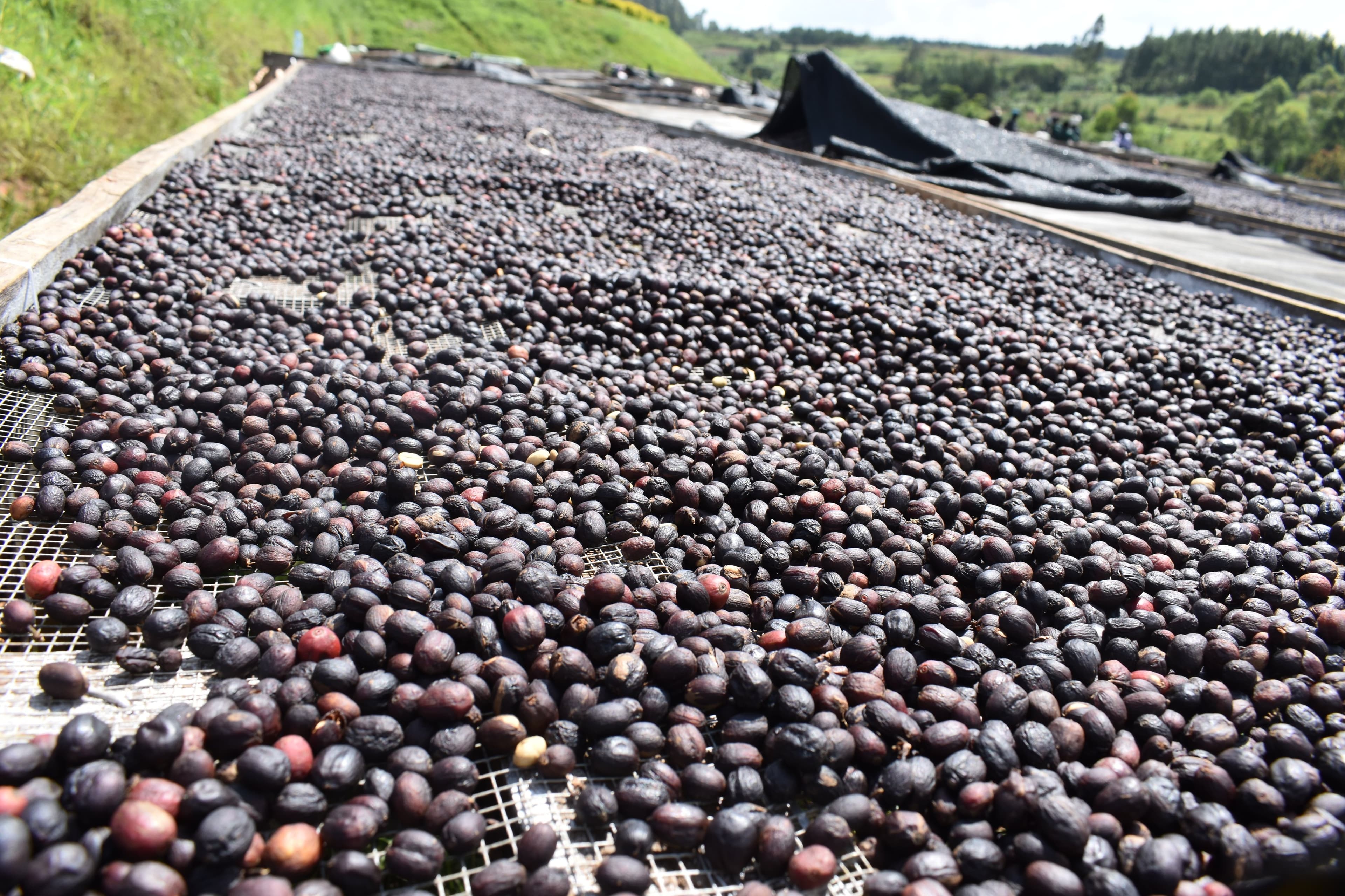 UCDA Issues Guidelines for Acquiring Certificates to Export Coffee