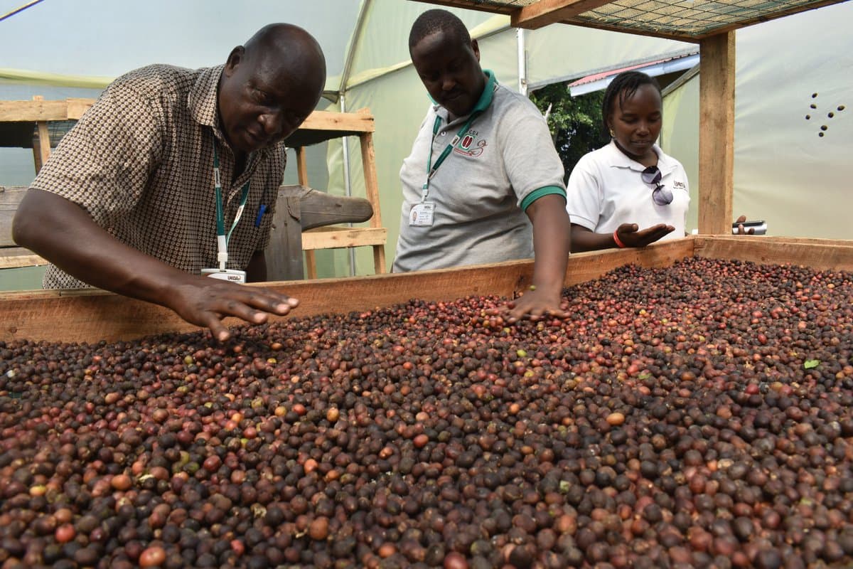 Uganda's January Coffee Shipments up 56.44%, UCDA Says