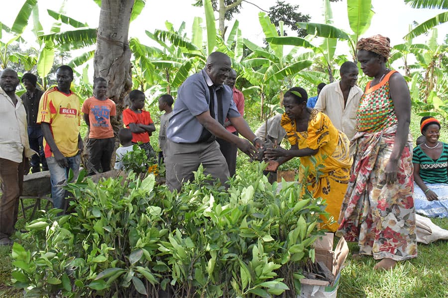 Farmers Receive Planting Materials from NAADS 