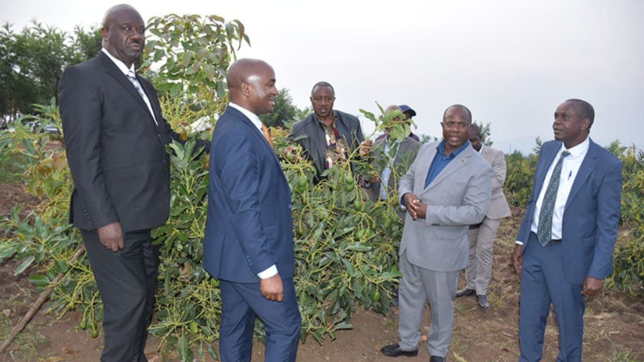 NAADS Explains Value of Growing Hass Avocado, Macadamia