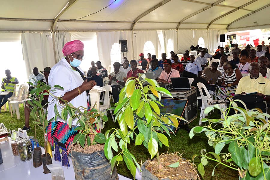 Hundreds Trained in Macadamia, Hass Avocado Farming