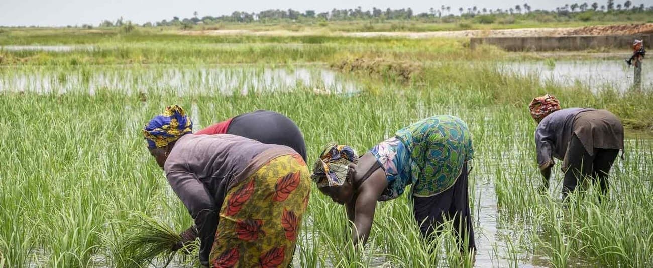 AfDB Approves $11.7m to Fund Access to Fertilizers for African Farmers