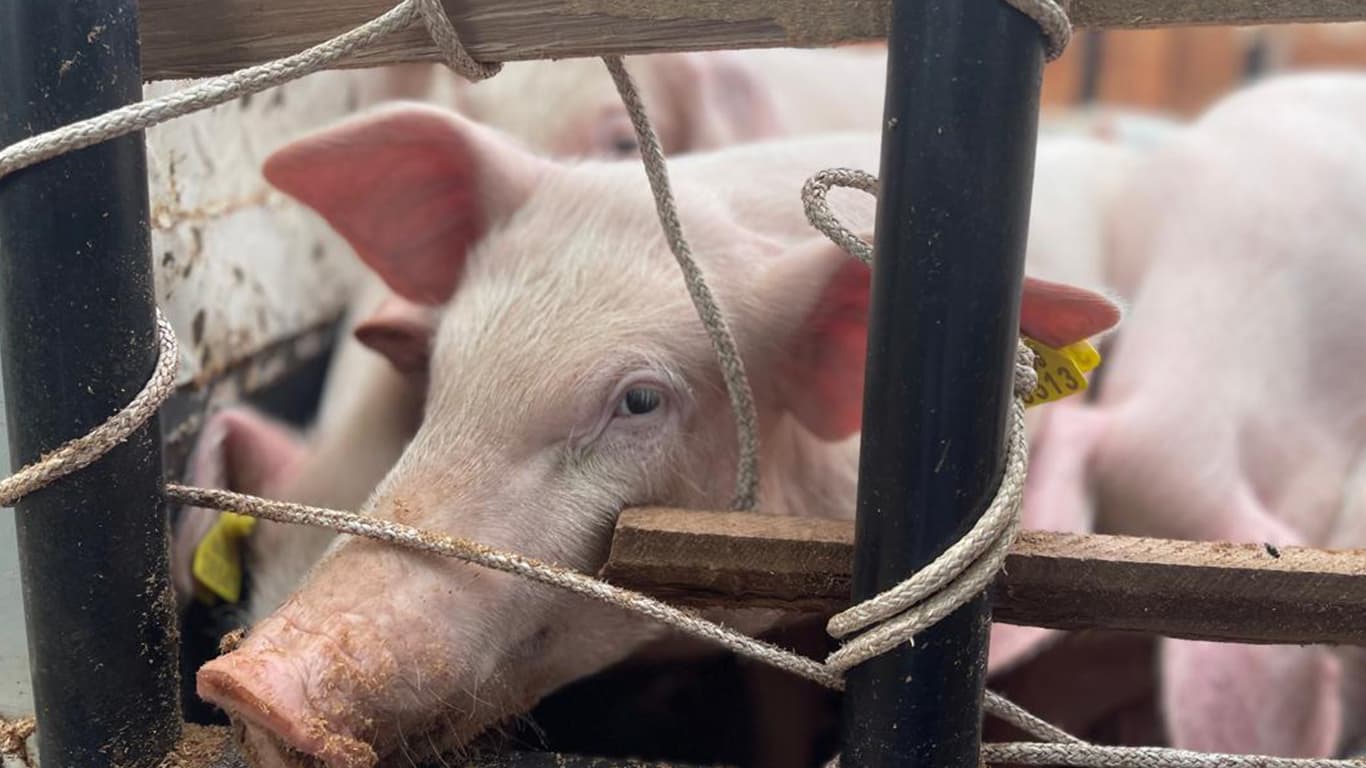 NAADS Resumes Pig Distribution to Boost Household Incomes Nationwide