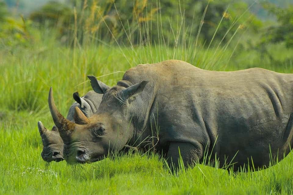 Uganda Unveils $11M Drive to Save Rhinos in Naming Ceremony