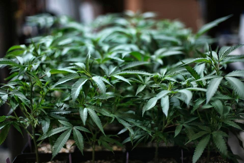 UN Agency Removes Cannabis from Strictest Drug Category