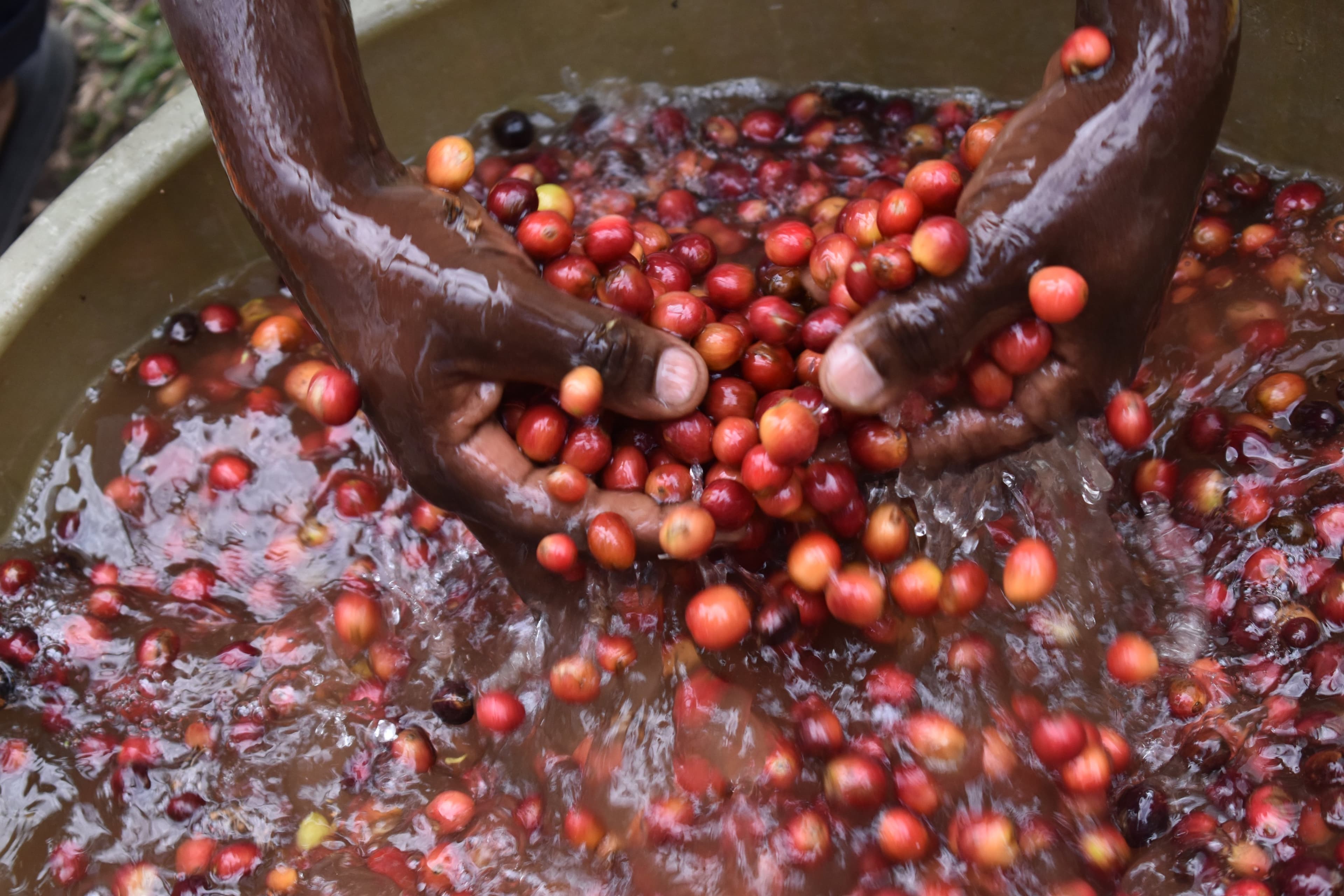 Uganda's February Coffee Shipments Up 42.44%, UCDA Says