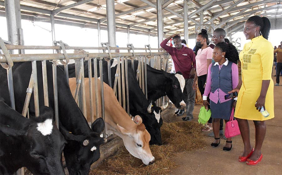 NAADS to Give 540 In-calf Heifers to Youth Leaders Across the Country
