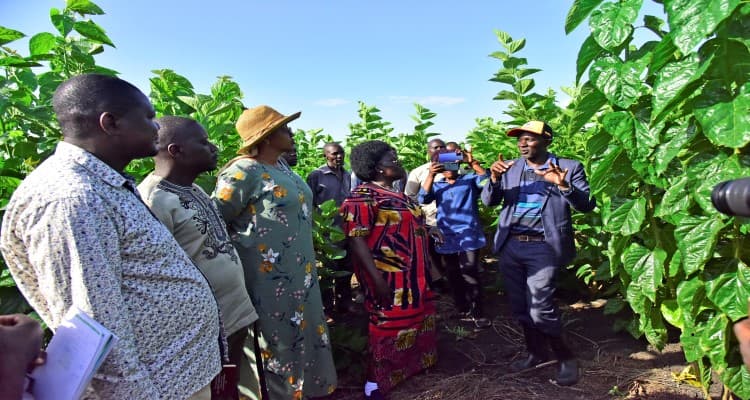 Uganda Eyes World Silk Market as Supply Drops