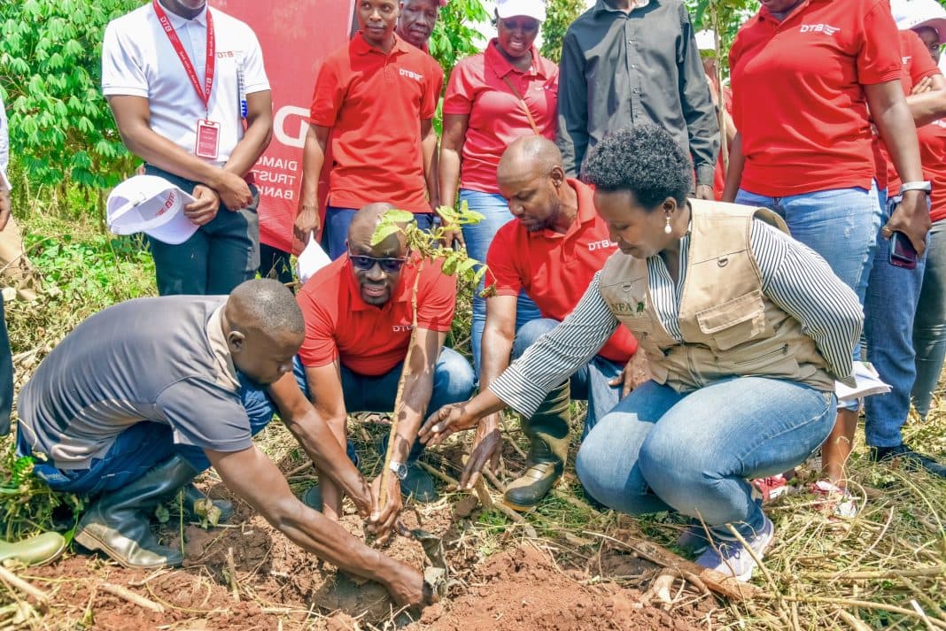 Mabira Forest Gets New Life as DTB, NFA Launch 19-Hectare Restoration
