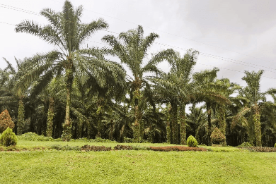 Kalangala Oil Palm Investment Boosts Incomes, Local Economy