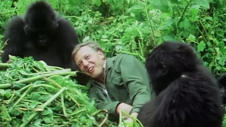 When Top BBC Journalist Skipped work for A Lie-in with Gorillas in Bwind and Virunga Mountains