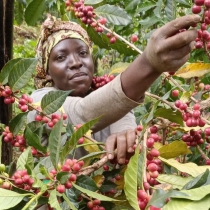Even though Africa is the origin of coffee, with the largest number of countries growing it, the coffee sub-sector in Africa is still encumbered by several interrelated structural constraints