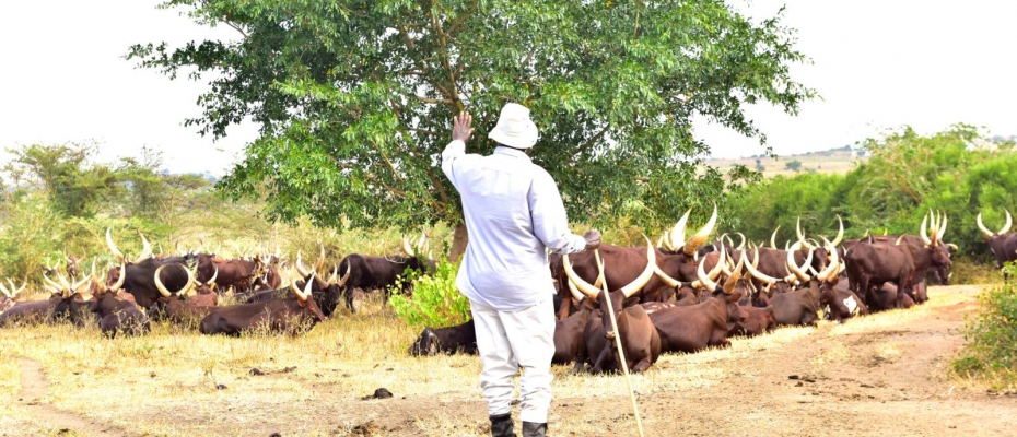 President Museveni at the farm