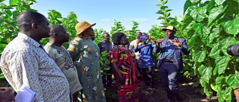 Clet Wandui Masiga (R) taking MPs through a Mulberry garden in Bulambuli district. Mulberry leaves are are the only source of food for silkworms